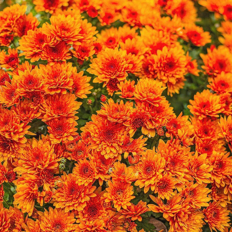 Orange Wildflower Chrysanthemum plant