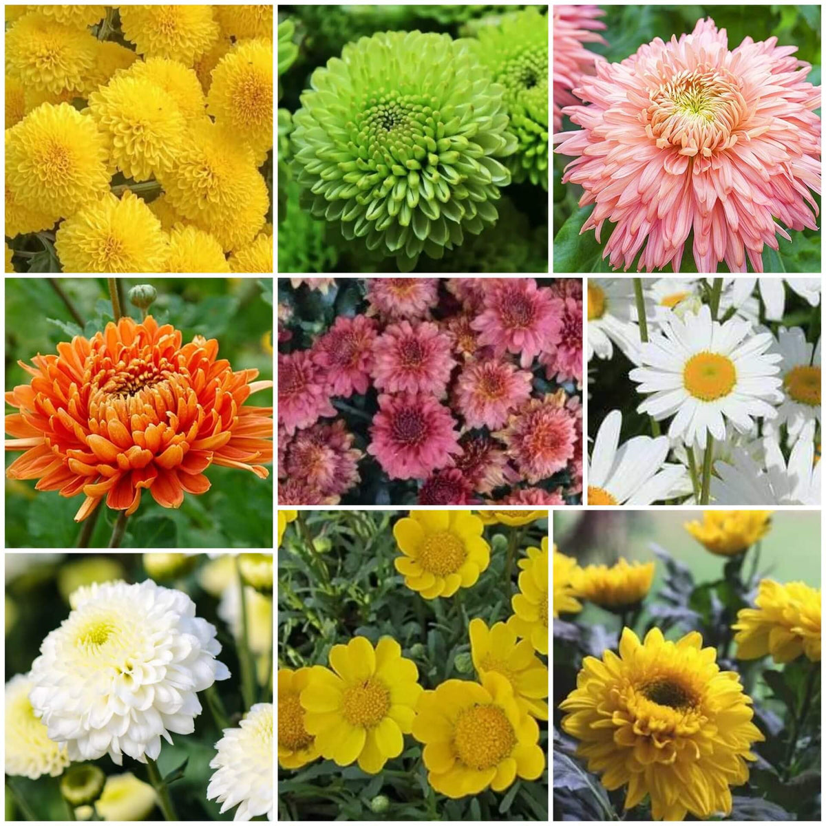 Chrysanthemum plant