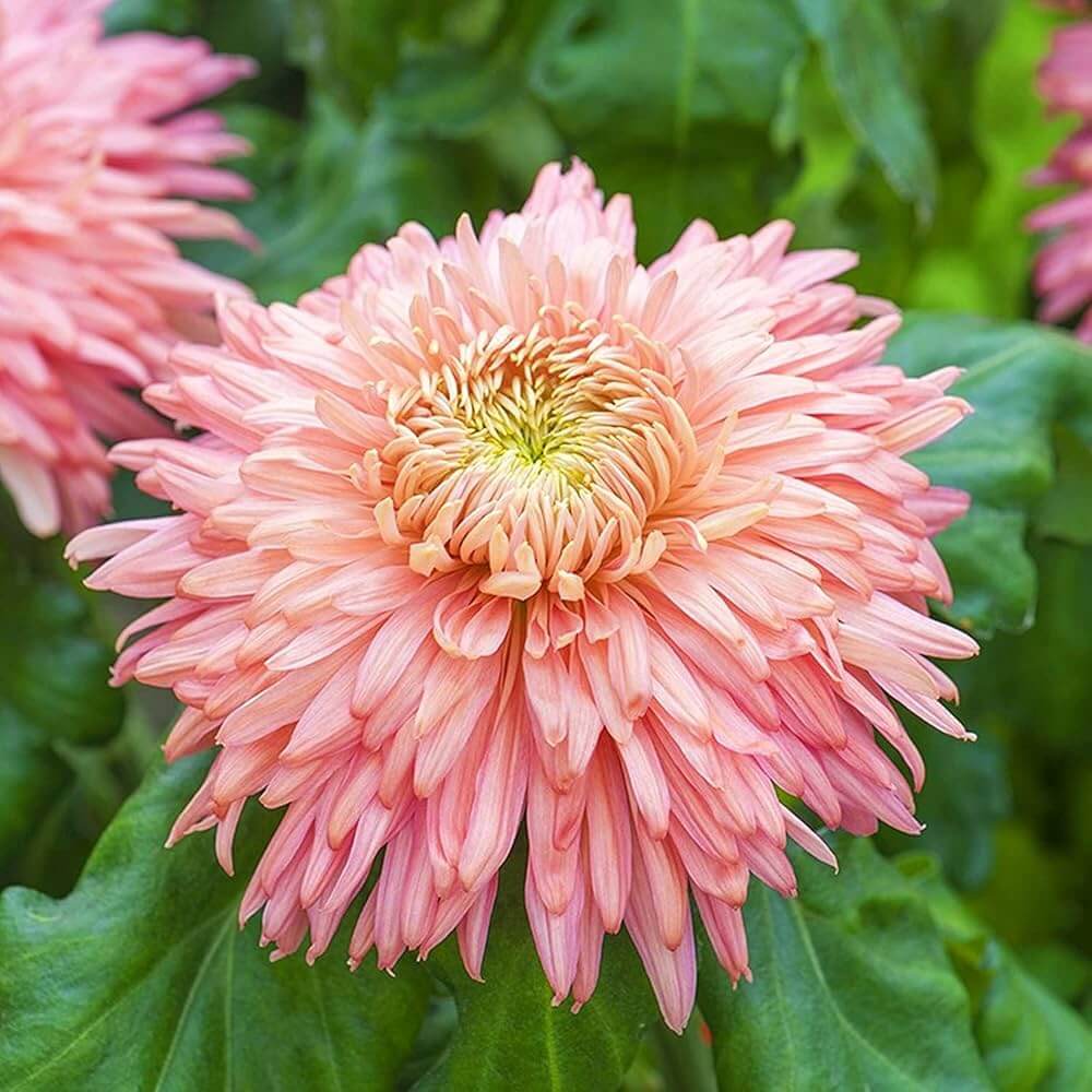 Chrysanthemum plant