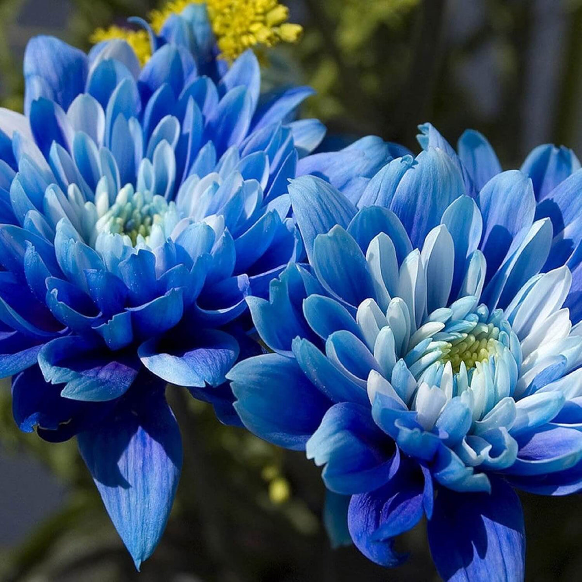 Blue Chrysanthemum plant