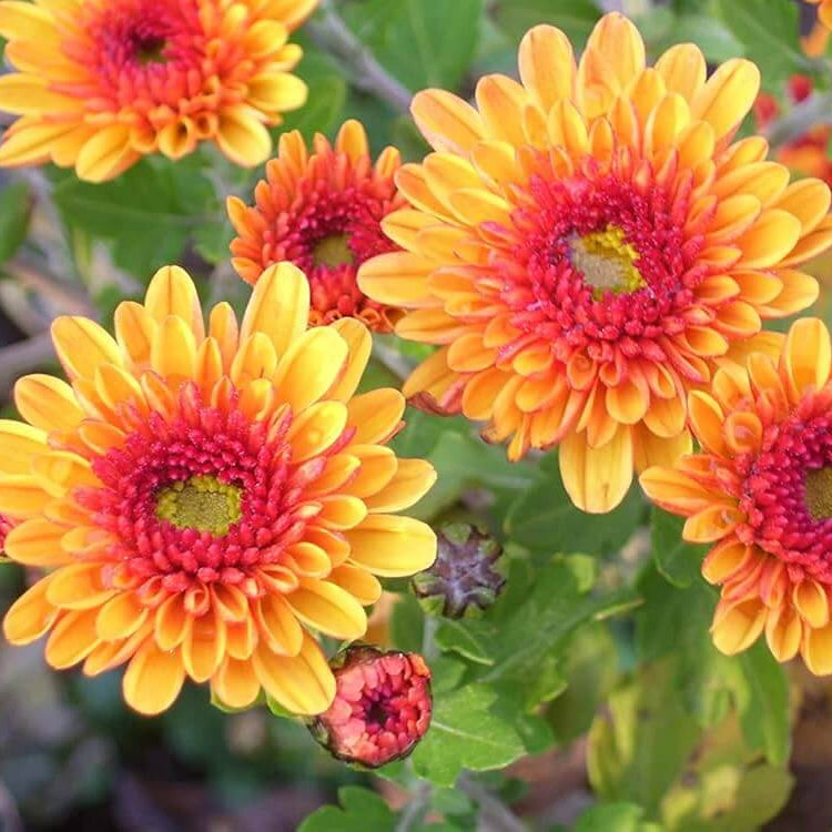 Orange Wildflower Chrysanthemum plant