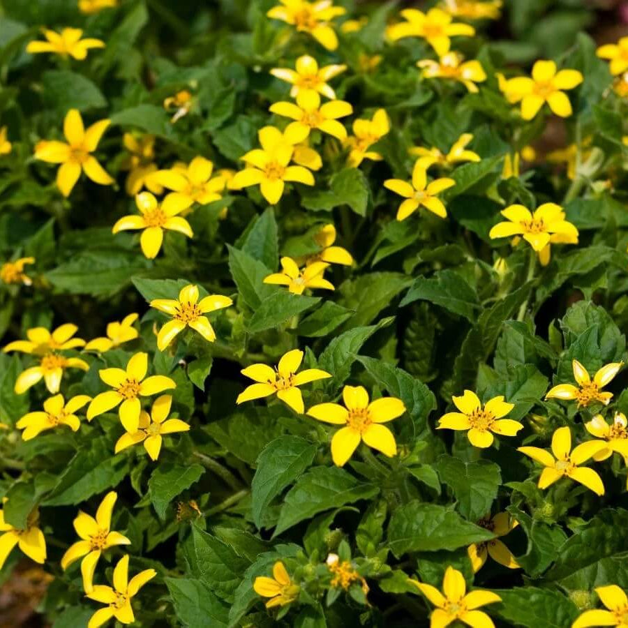 Chrysogonum Virginianum plant