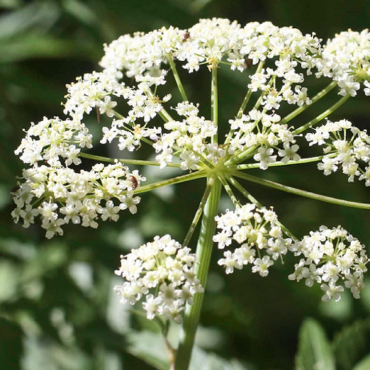 Cicuta Maculata plant