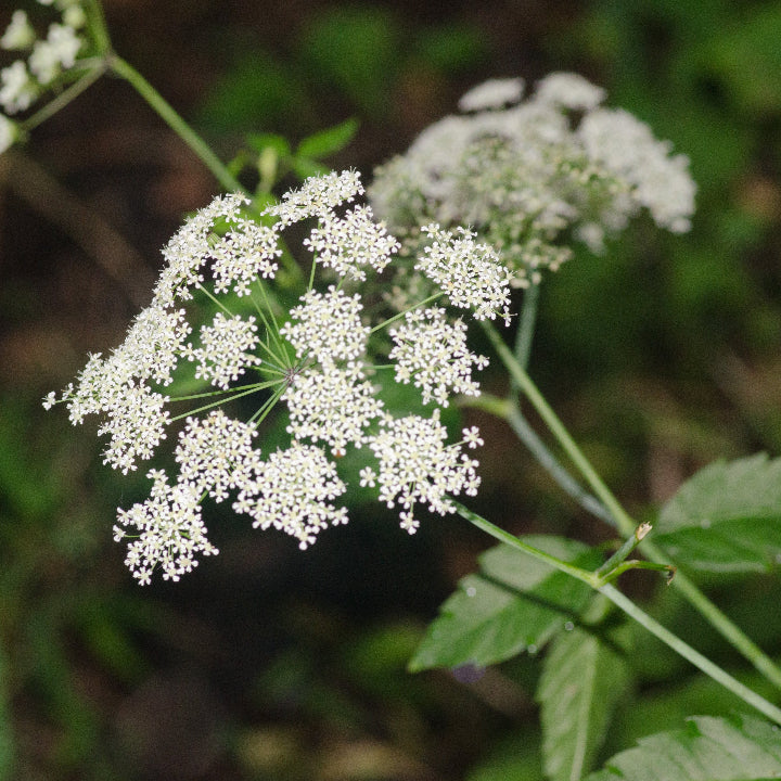 Cicuta Maculata plant