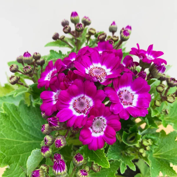 Pink Cineraria flower seeds