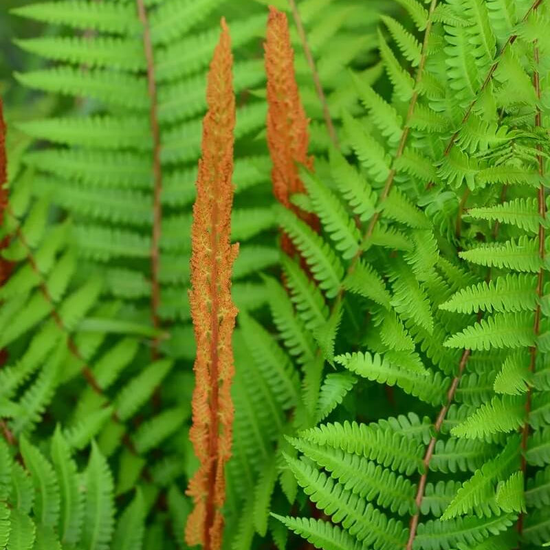 Cinnamon Fern Spores plant