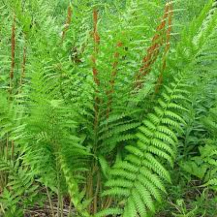 Cinnamon Fern Spores plant