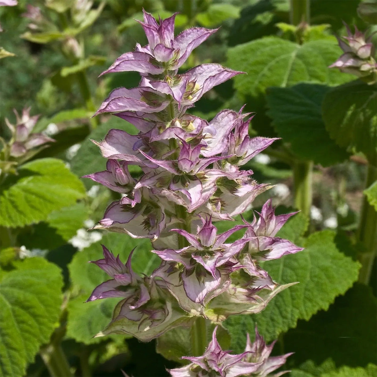 Aromatic Clary Sage plant