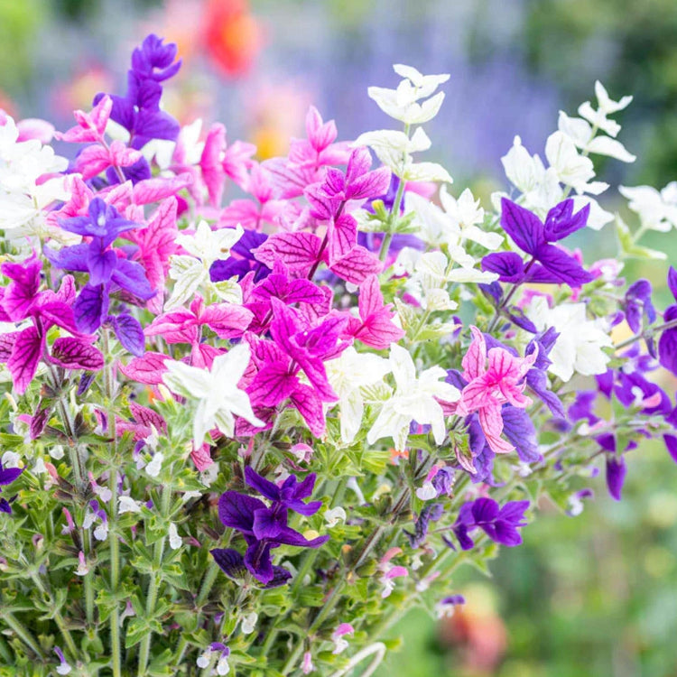 horminum Clary Sage plant