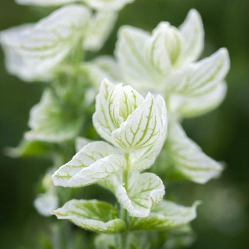 Clary Sage plant