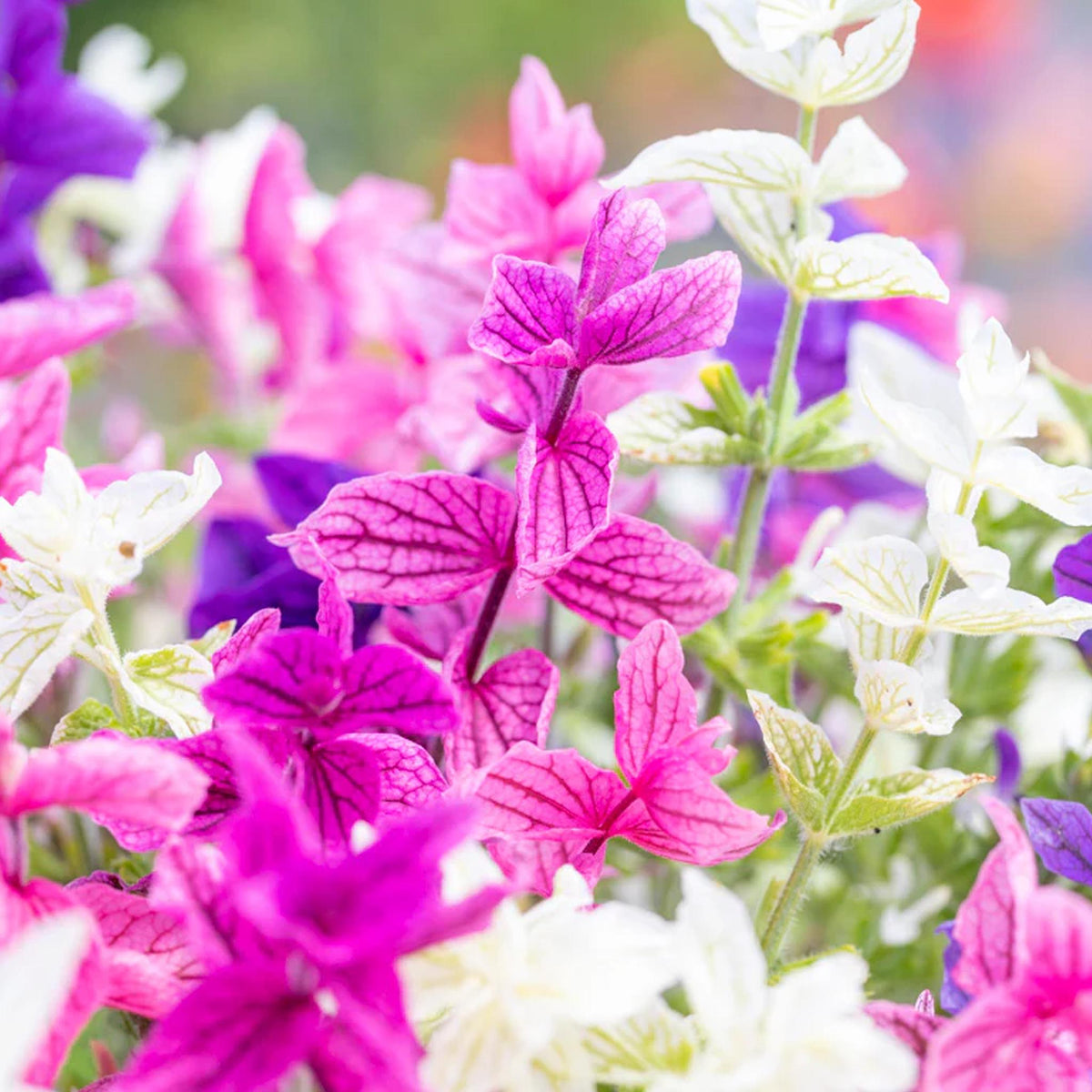 horminum Clary Sage plant