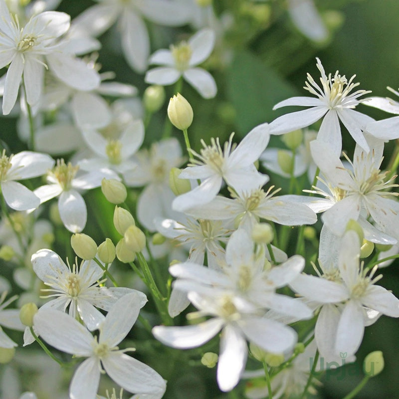 Climbing Vine Clematis plant