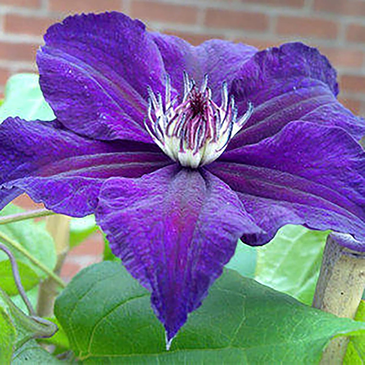 Dark Purple Clematis plant