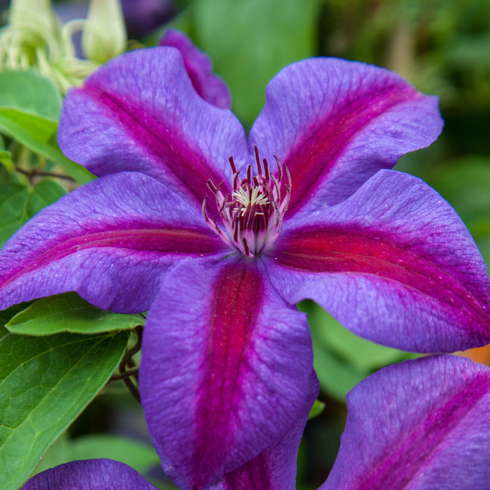 Pink And flower seeds