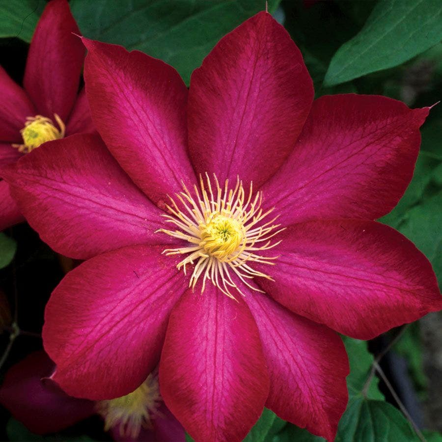 Bourbon Clematis plant