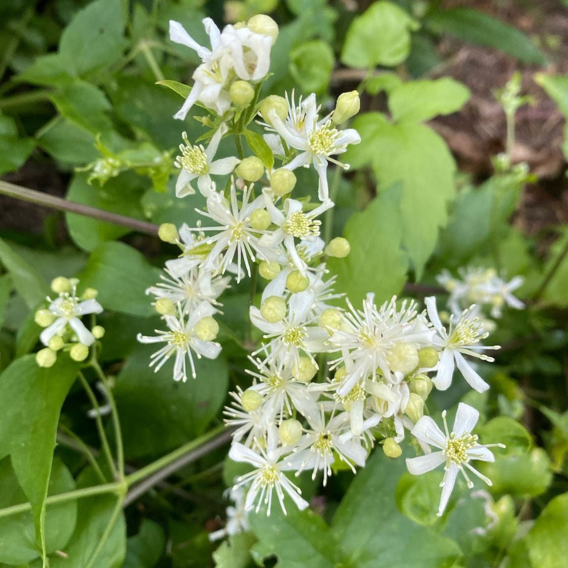 Climbing Vine Clematis plant