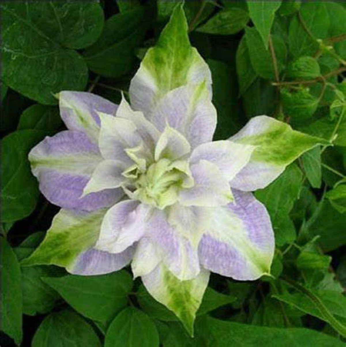 & Green Clematis plant