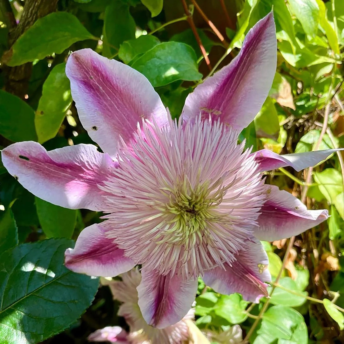Empress Clematis plant