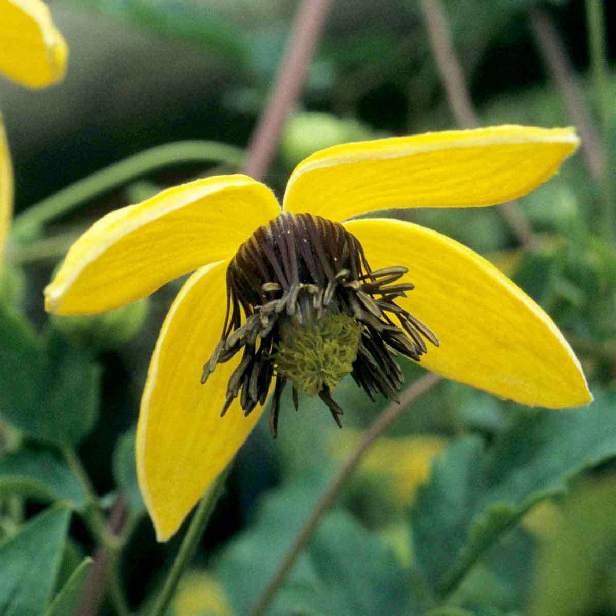 Golden Tangutica Clematis plant