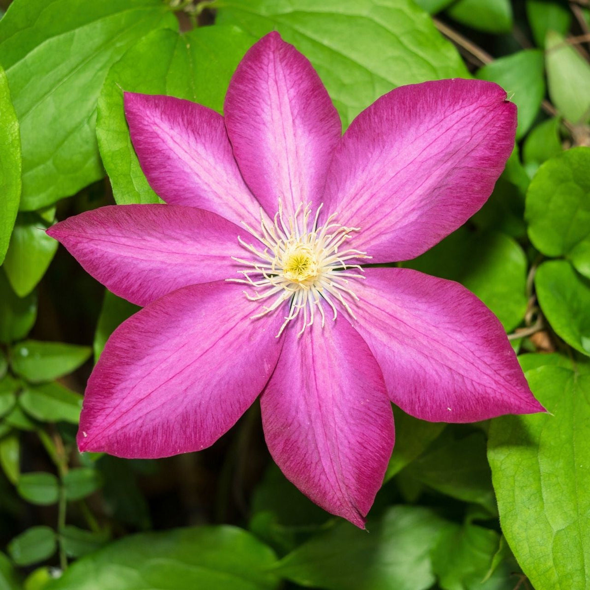 Pink Champagne Clematis plant