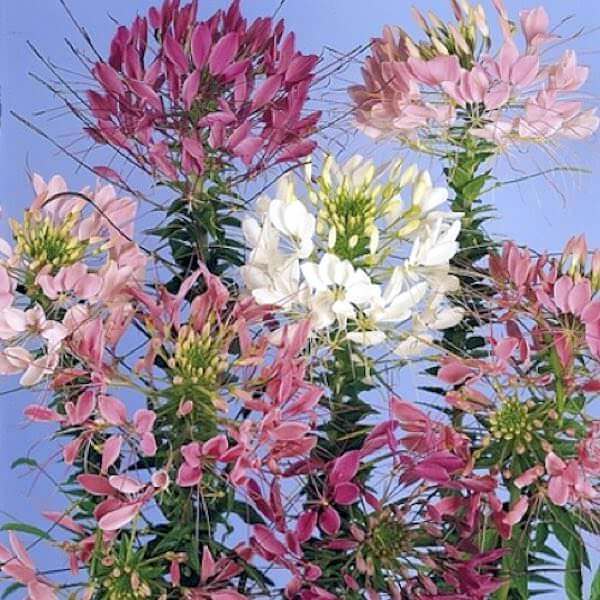 Queen Cleome plant