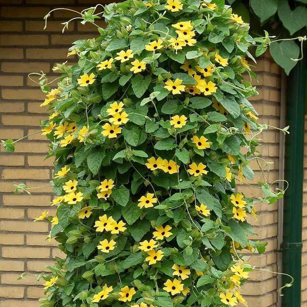 Black Eyed Susan plant