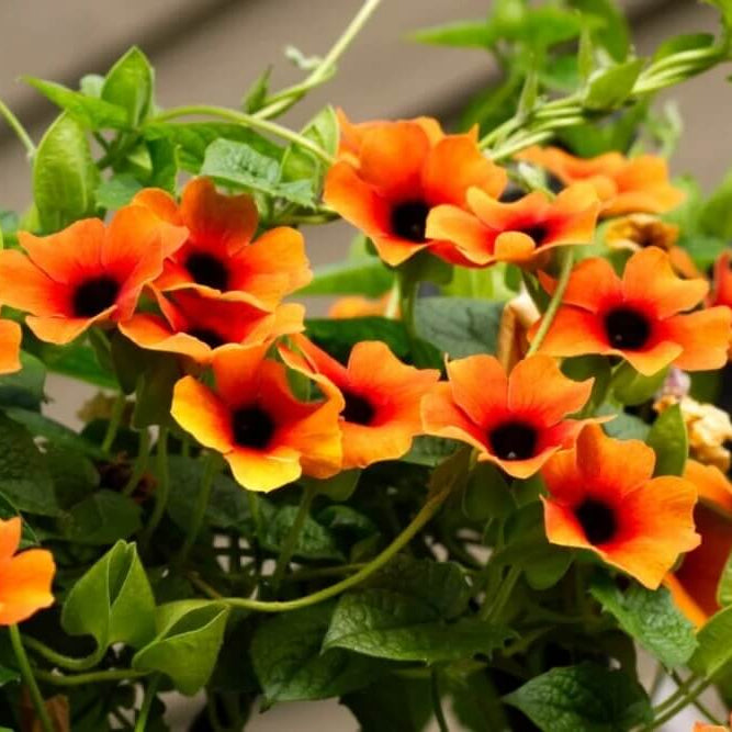 Black Eyed Susan plant