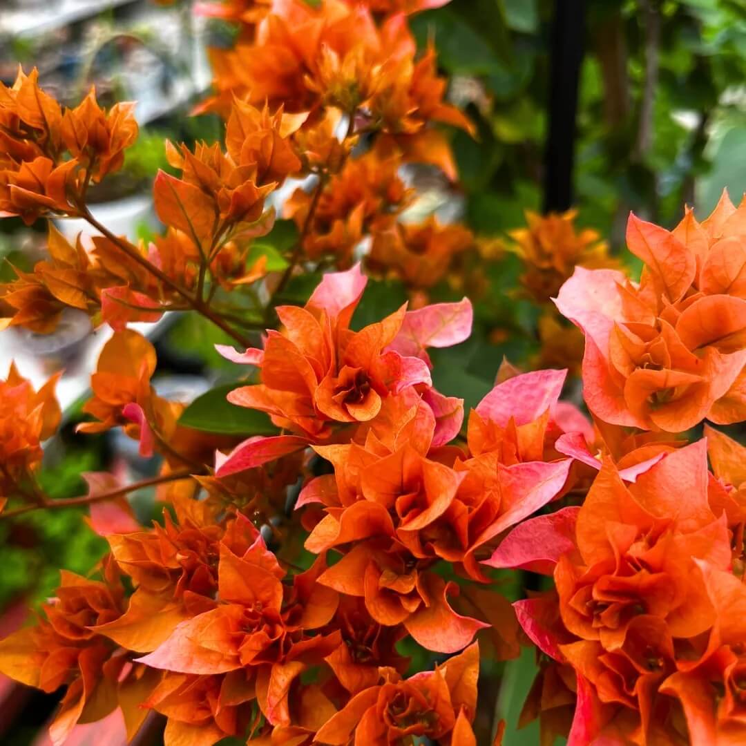 Climbing Bougainvillea plant
