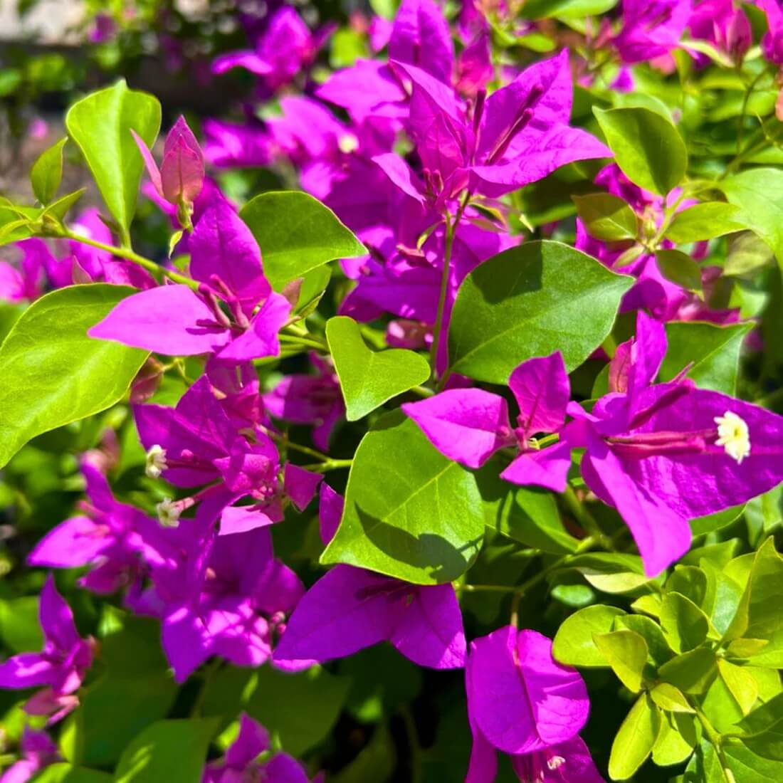 Climbing Bougainvillea plant