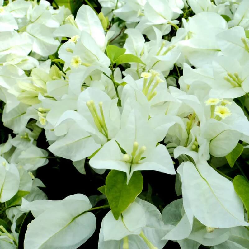 Climbing Bougainvillea plant