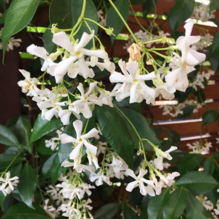 Climbing Jasmine plant