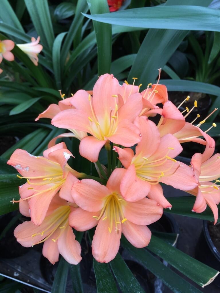 Pink Clivia Miniata plant