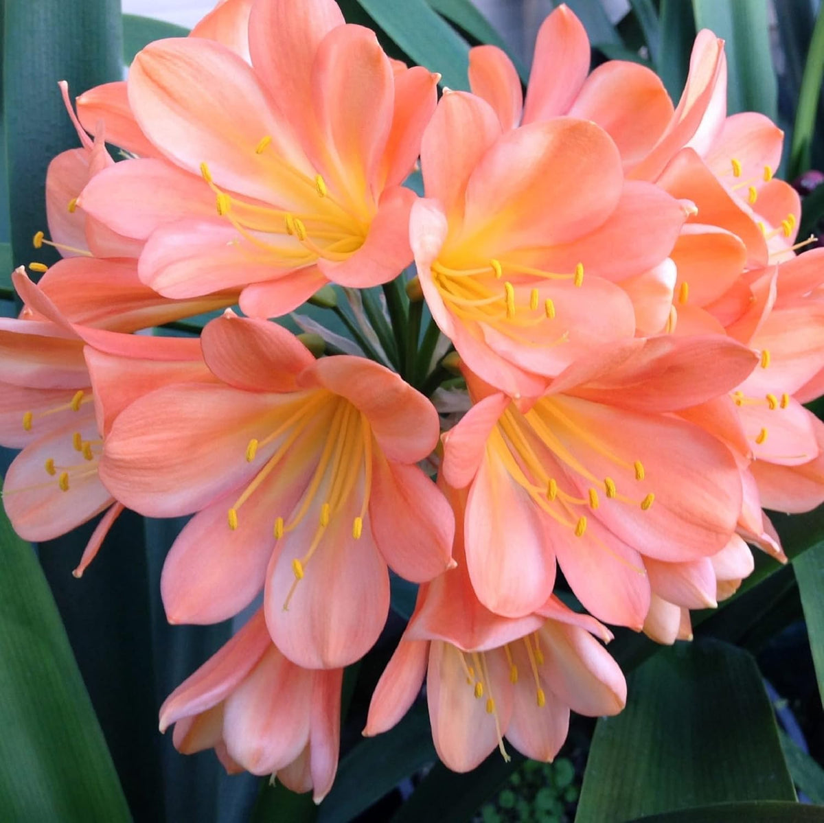 Pink Clivia Miniata plant