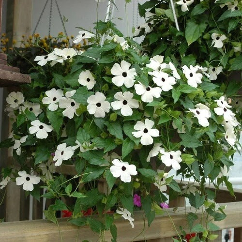 Clock Vine plant