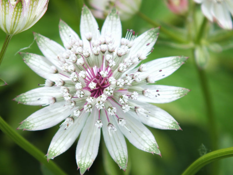 Astrantia Flower Seeds for Planting – Heirloom Non-GMO Garden Seeds
