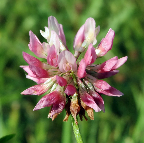 Clover plant