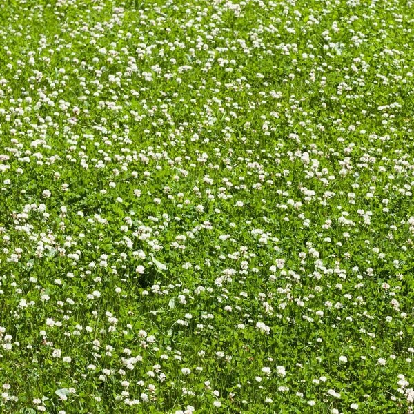 Clover Grass plant