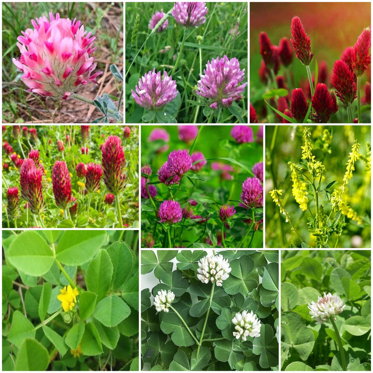 Clover plant