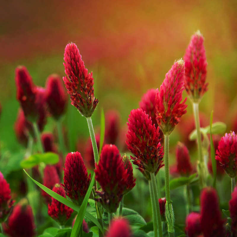 Clover plant