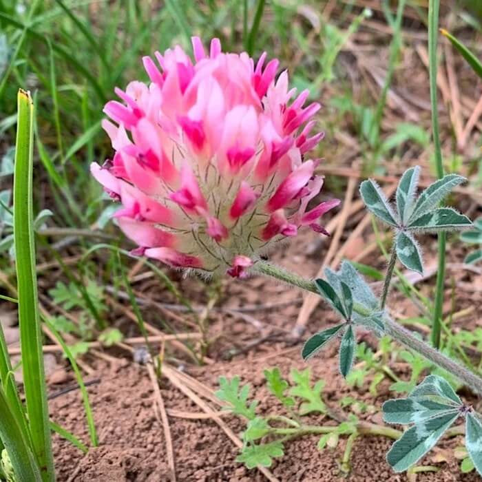 Clover plant