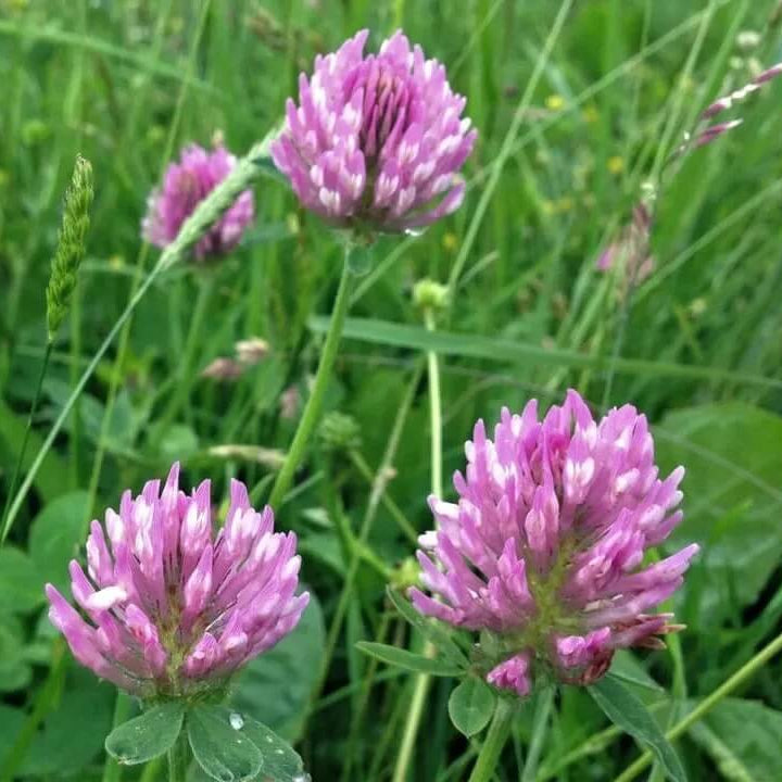 Clover plant