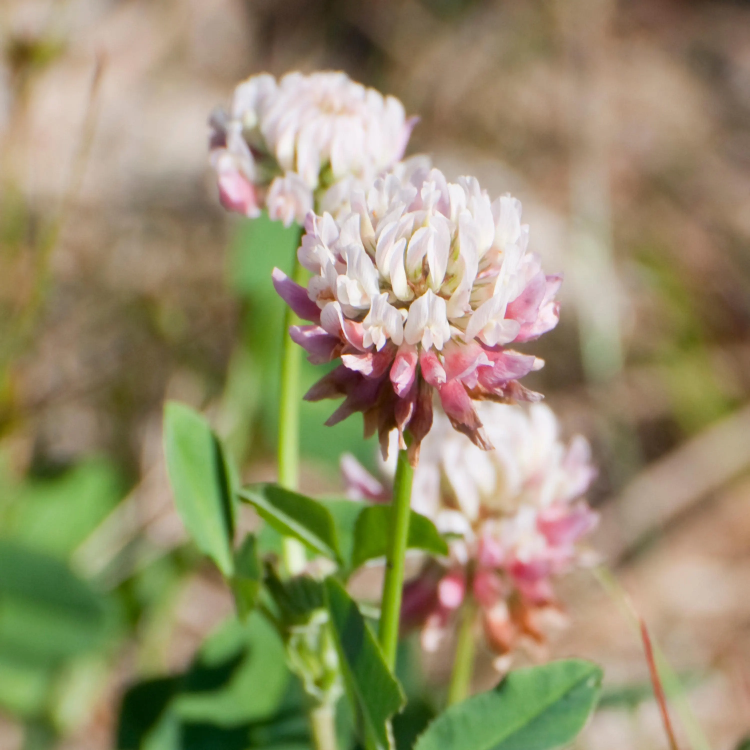 Clover plant