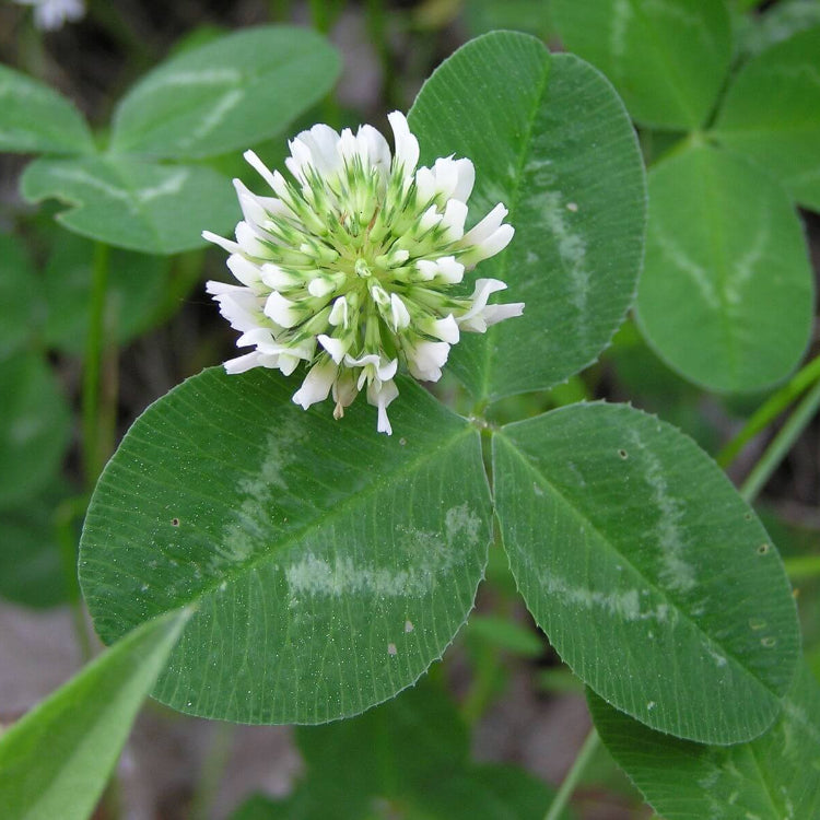 Clover plant