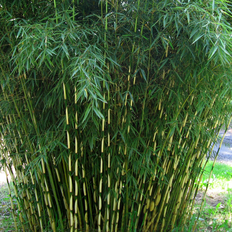 Clumping Bamboo plant