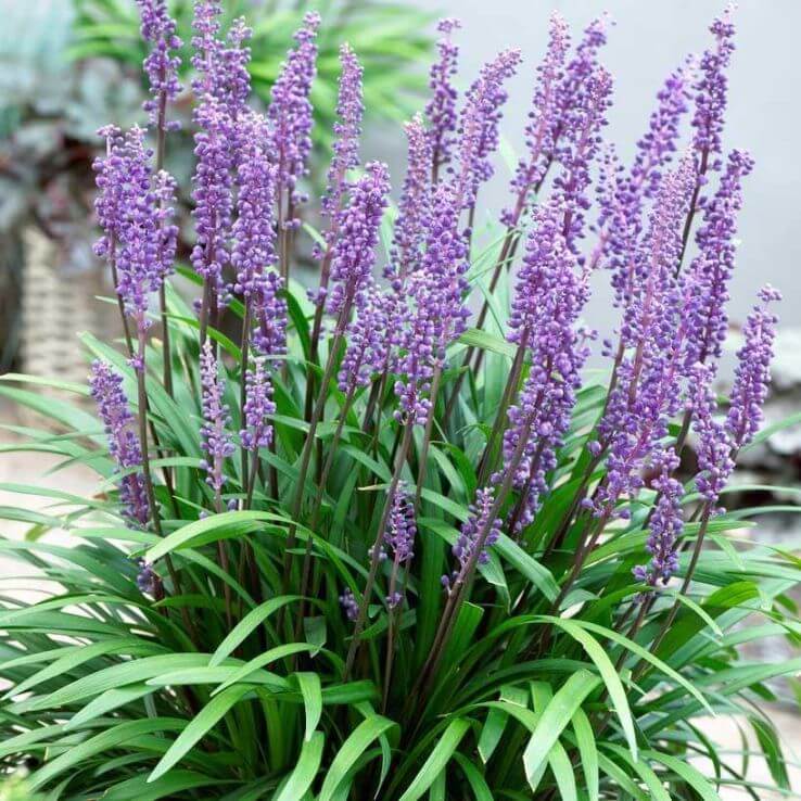 Clumping Liriope plant