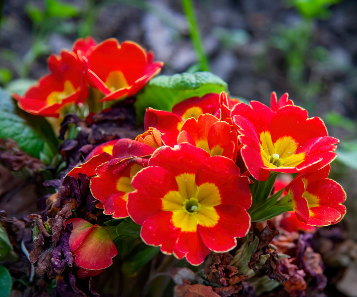 Red Primrose flower seeds