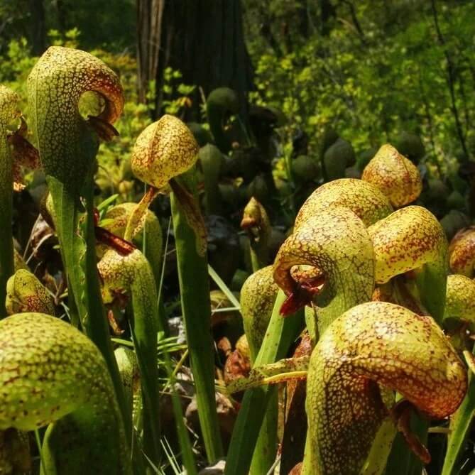 Cobra Pitcher Plant