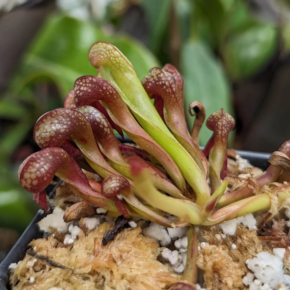 Cobra Plant
