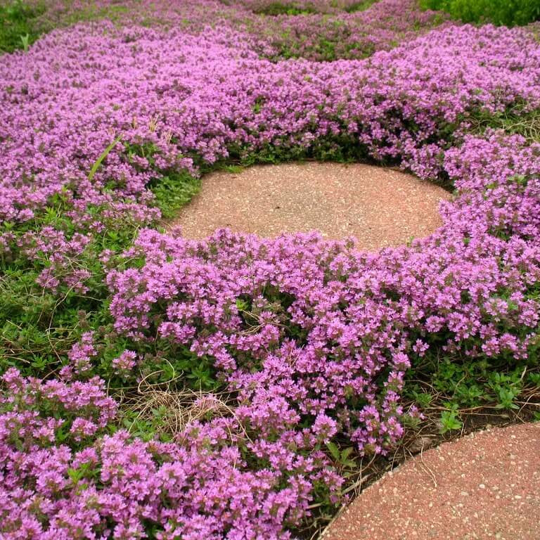Coccineus Thyme plant