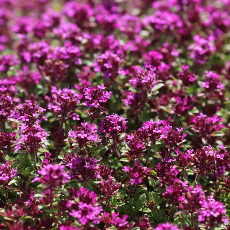 Coccineus Thyme plant